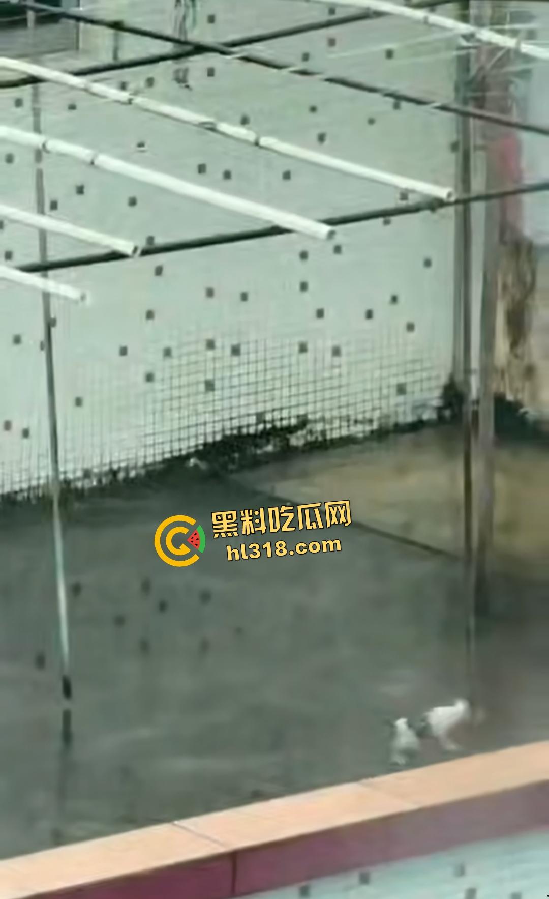 畜生小孩天台虐猫丧心病狂！甩来甩去地上狂摩擦，猫咪命悬一线，只能抓着杆子不放！-5