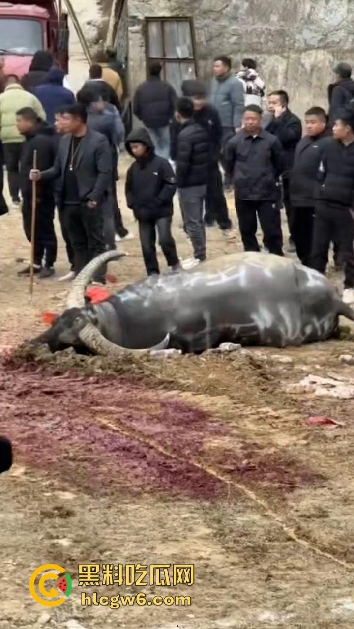 牛王陨落!贵州七十二寨斗牛王小山虎与神威大将军相撞同亡 残忍现场视频流出-4