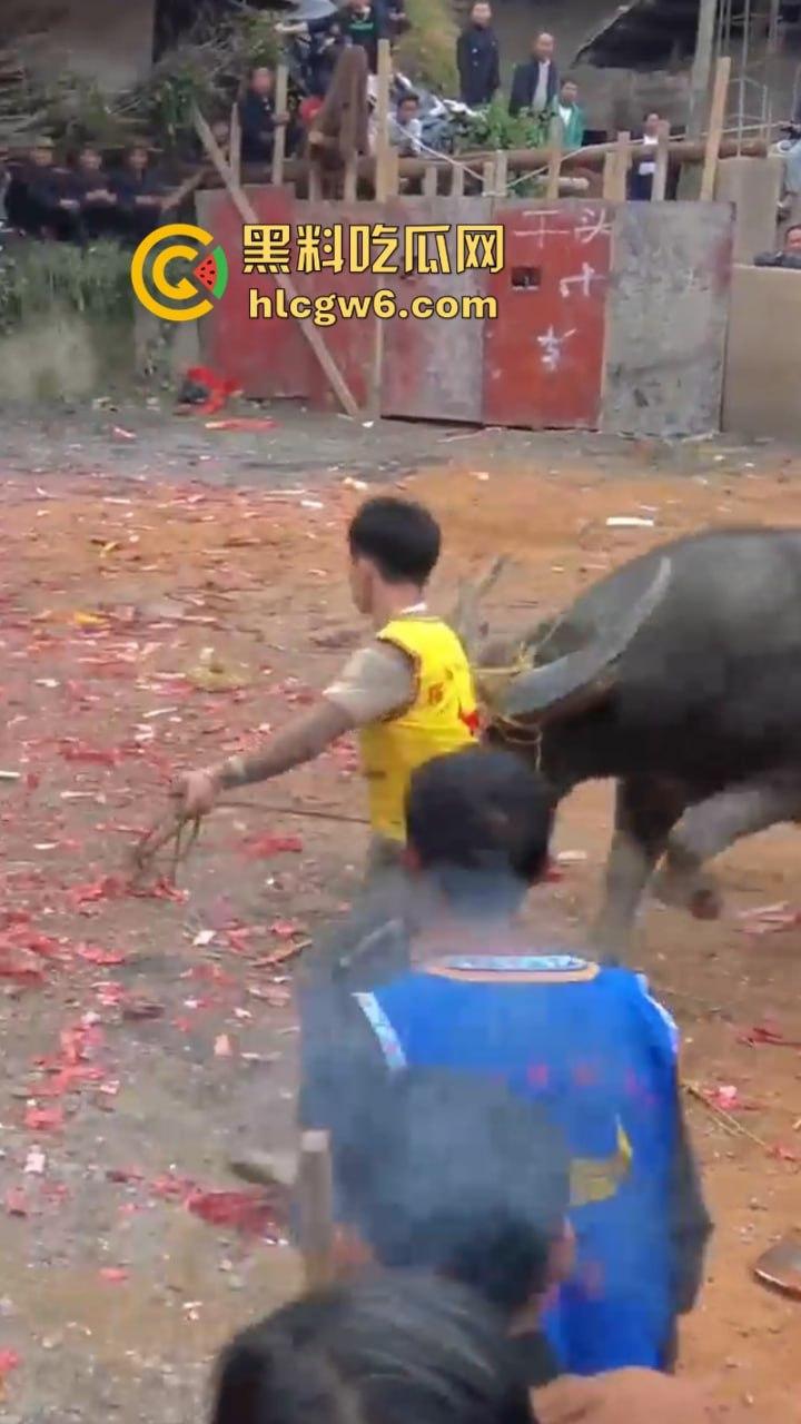 牛王陨落!贵州七十二寨斗牛王小山虎与神威大将军相撞同亡 残忍现场视频流出-6