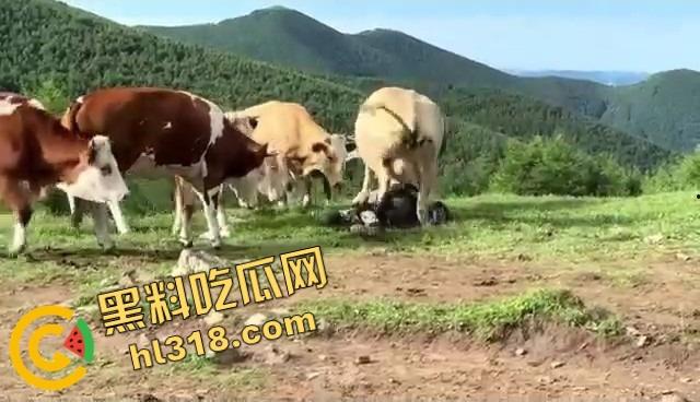 抖音爆笑热瓜，小伙拿登山杖挑牛菊花，没想到反被牛摁地摩擦，这下知道什么叫牛气冲天了吧！-12