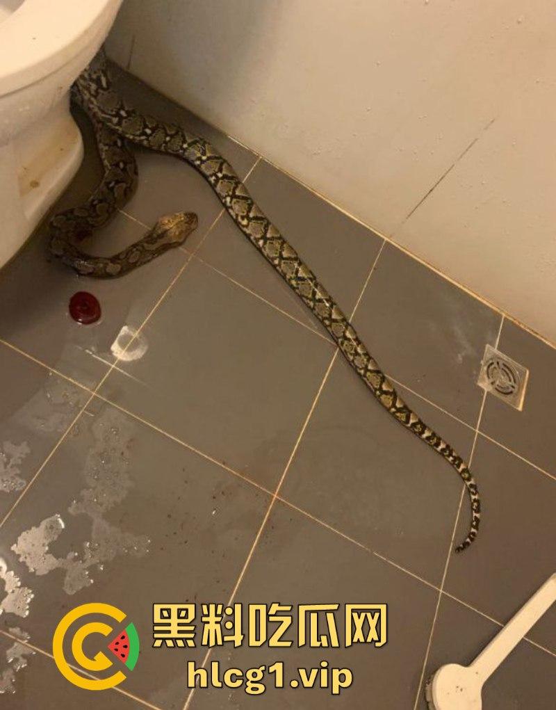 日了狗了！马桶藏12尺蟒蛇 男子下体被咬徒手擒蛇！-3