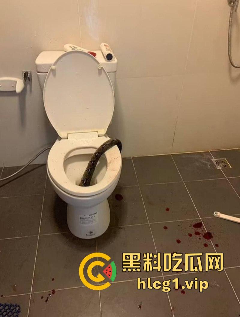 日了狗了！马桶藏12尺蟒蛇 男子下体被咬徒手擒蛇！-4