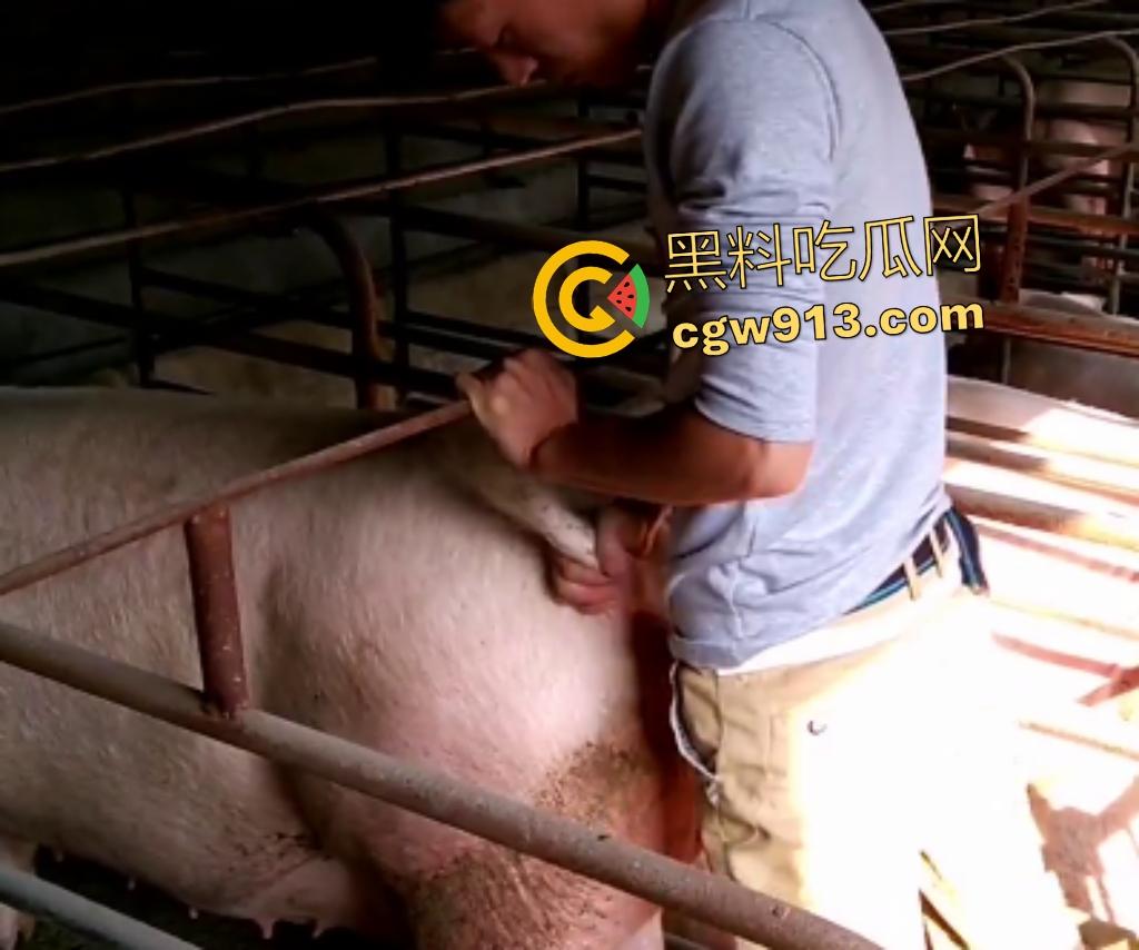 人兽狂徒猪圈开操！找不到女友就拿肥臀母猪操，母猪却毫无感觉还在吃食，操一轮下来鸡巴全是骚臭！-5