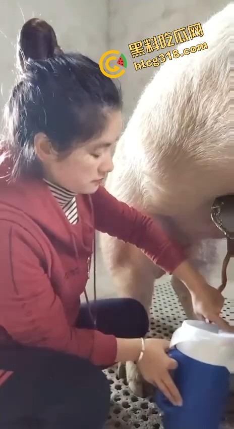 美女上岗第一天就被安排帮猪撸取精，手法娴熟动作老练，取精现场表情管理拉满-5