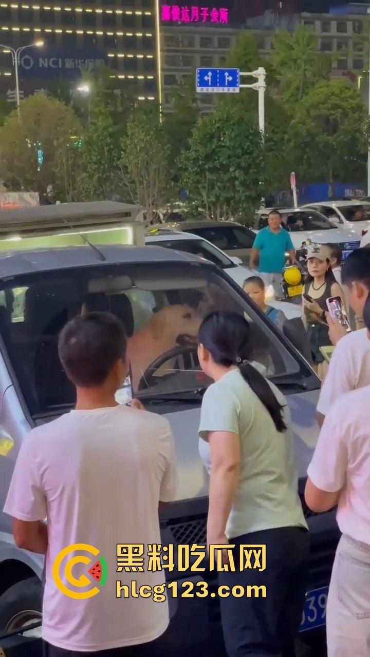 湖南邵东拉布拉多狗司机开倒车撞摊，装无辜伸舌头竟然成了明星！-7