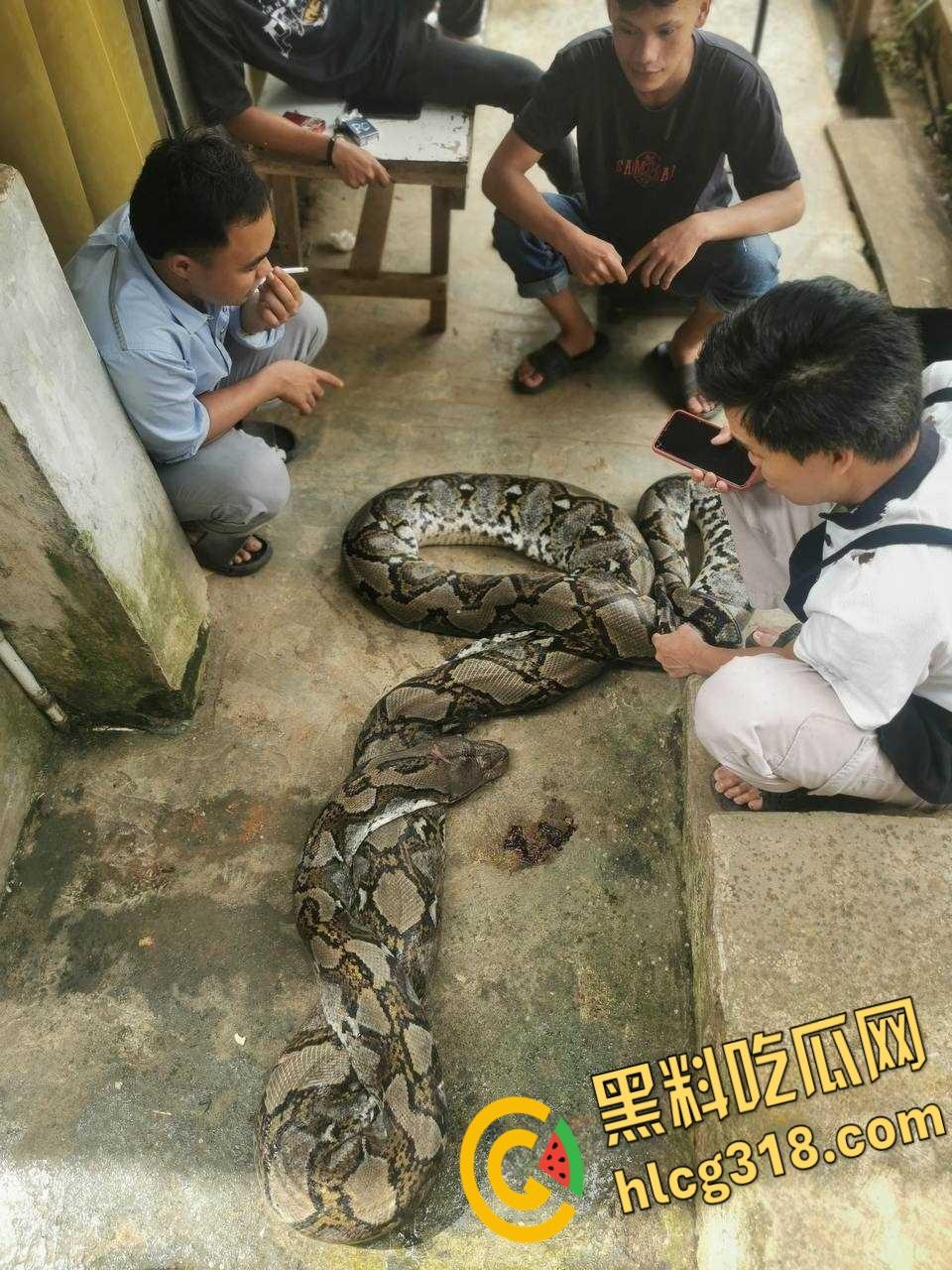 农夫徒手大战蟒蛇，54公斤巨型蟒蛇被活活打死，农户剥皮下锅做大补美食，场面血腥 ！-1