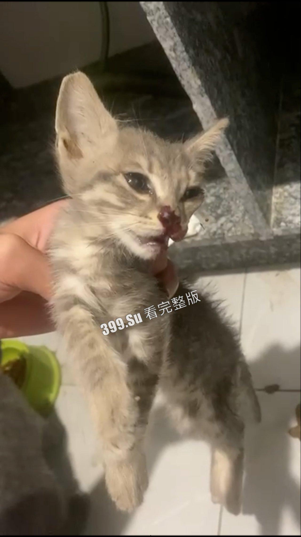 慎点！！！虐猫篇   面对没有反抗力的猫，人性中的恶被无限放大-6