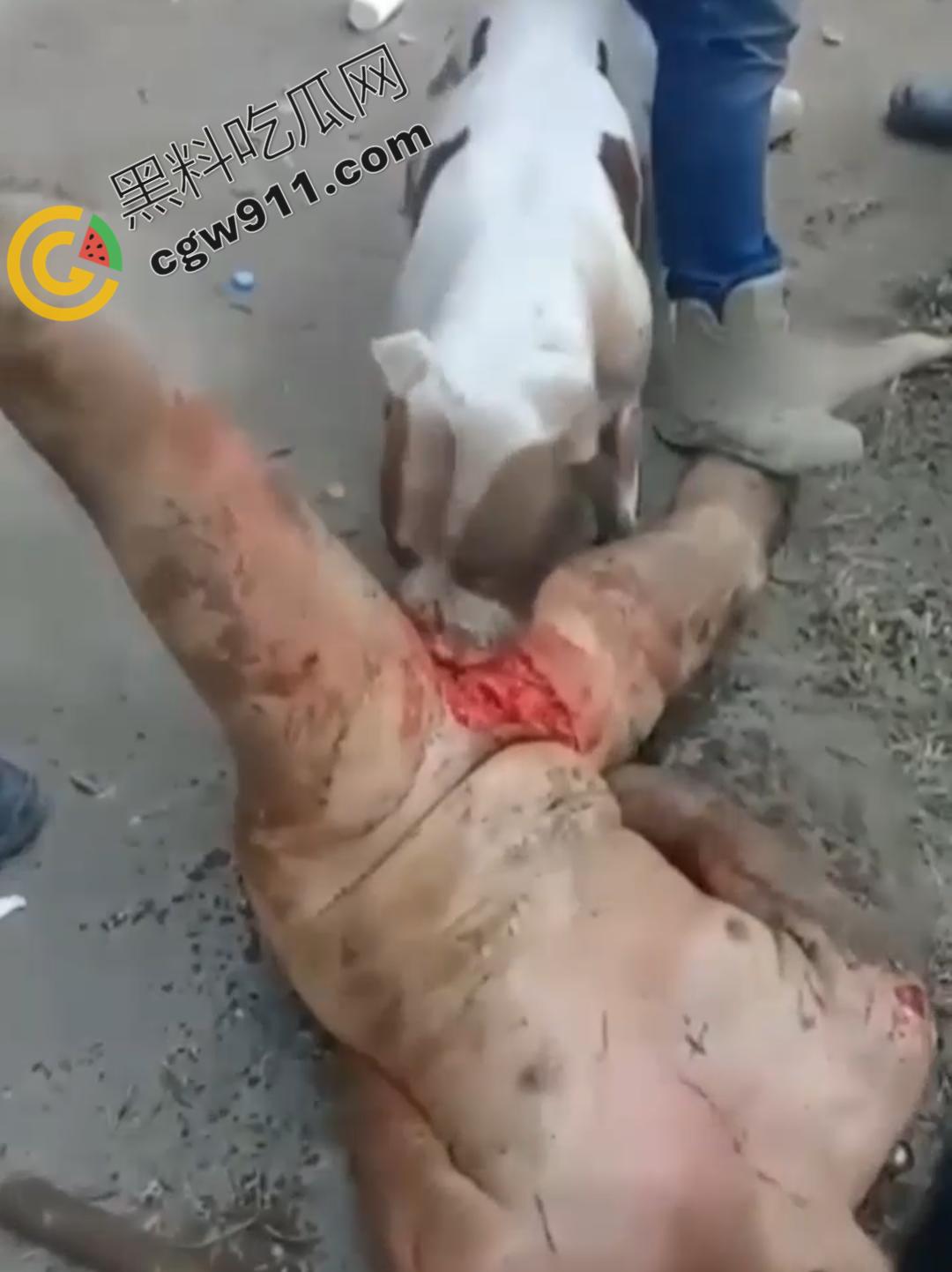 墨西哥城黑帮刑事件:裸男遭受斗牛犬撕咬生吞下体生殖器,画面血腥到令人作呕!-3