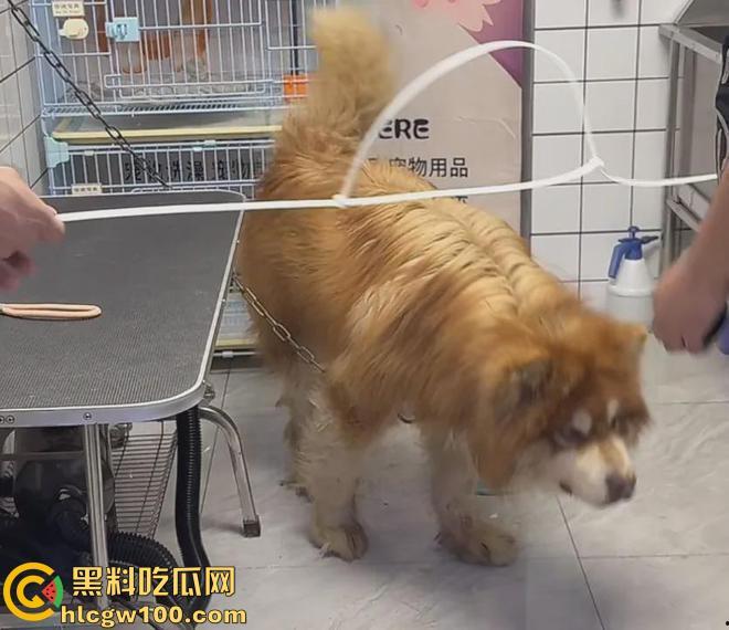 千万粉网红【潘宏爱玩狗】深陷虐狗风波，艾特直播洗澡窒息死亡，【陈乔恩】发声批判-6