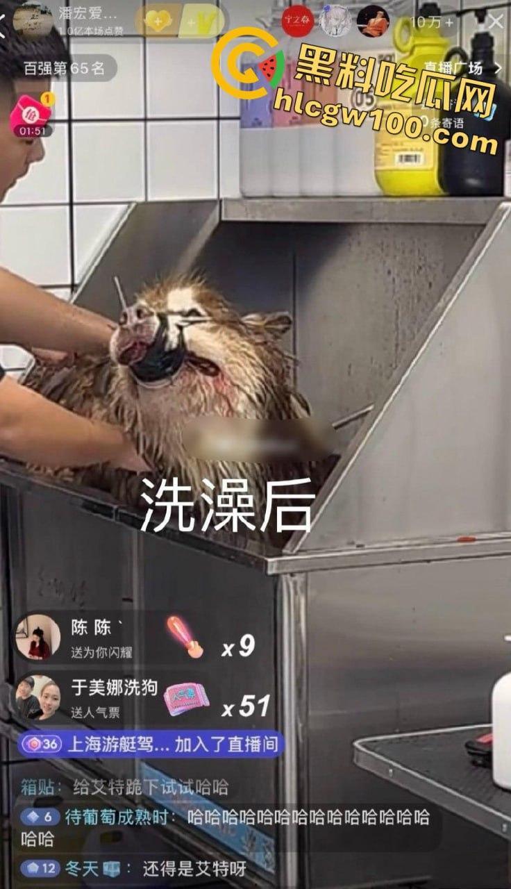 千万粉网红【潘宏爱玩狗】深陷虐狗风波，艾特直播洗澡窒息死亡，【陈乔恩】发声批判-8