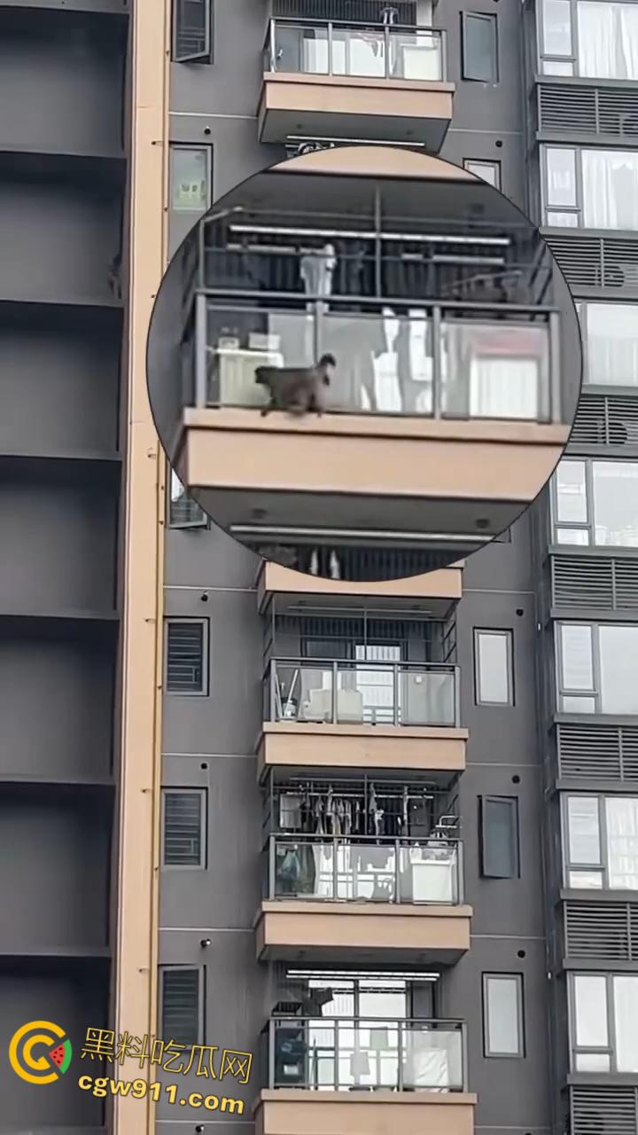 南宁龙光小区夜半惊现高层猴哥，飞檐走壁身手了得，消防员连夜在笼子周围放香蕉围捕，几次都让它溜走！-6