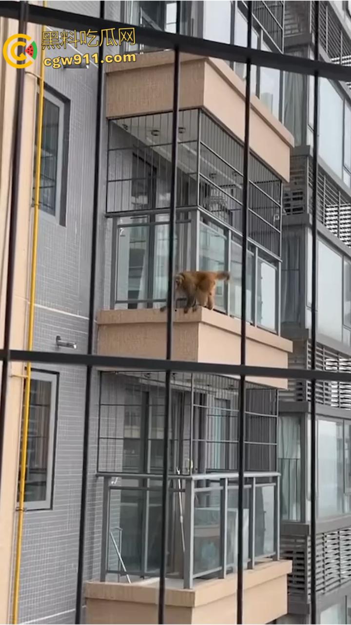 南宁龙光小区夜半惊现高层猴哥，飞檐走壁身手了得，消防员连夜在笼子周围放香蕉围捕，几次都让它溜走！-7