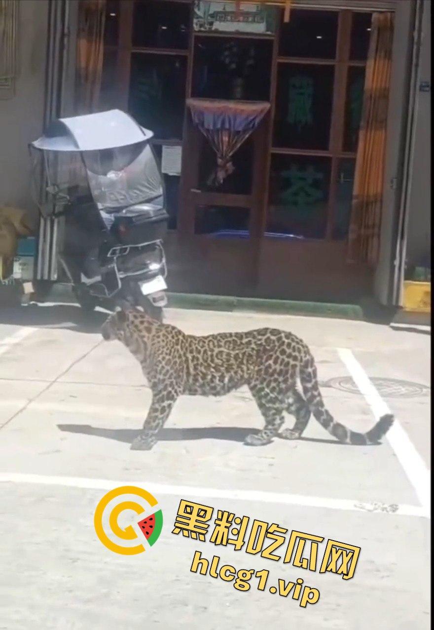 甘孜白玉县城惊现贵宾！金钱豹进城，周围居民直接呆住！-3