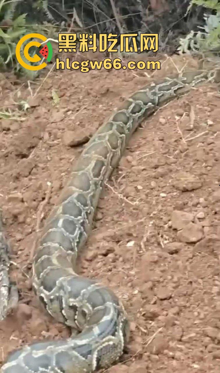 广西迁坟扫墓 棺材内惊现大蟒蛇 尸体被吃光 场面毛骨悚然 果然恐怖电影都源于现实啊！-4