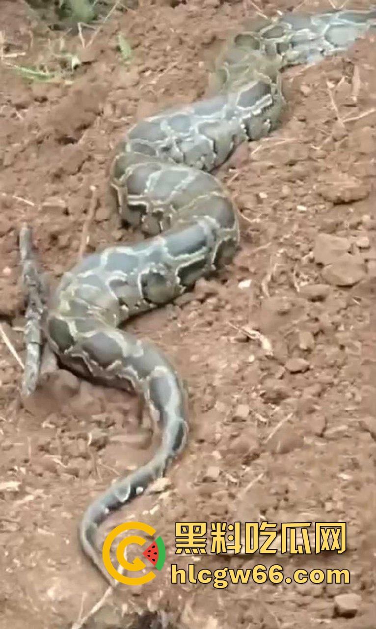 广西迁坟扫墓 棺材内惊现大蟒蛇 尸体被吃光 场面毛骨悚然 果然恐怖电影都源于现实啊！-6