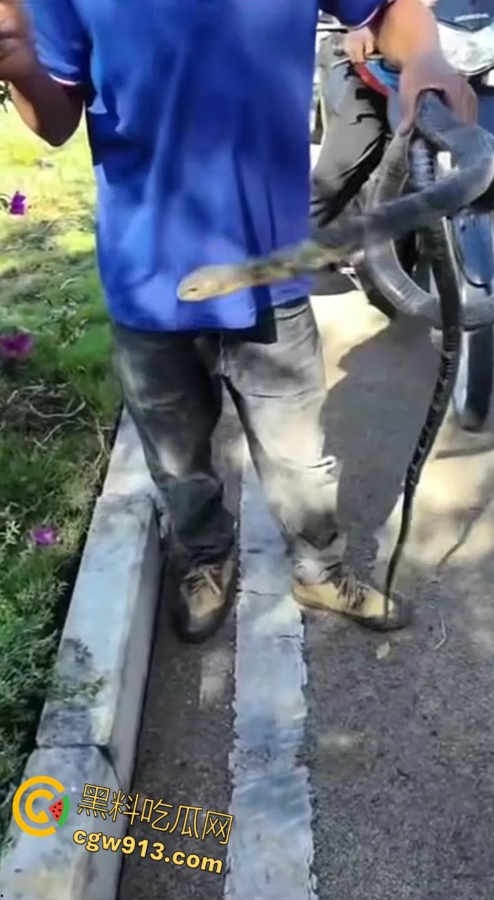 贵州男子徒手玩耍毒蛇,抽烟炫耀套脖子上到处甩,不料却是眼镜王蛇,最终被咬后两个小时死亡 !-3