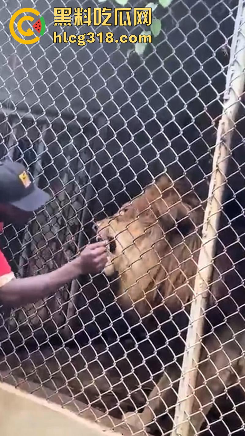 无脑老黑徒手惹怒狮子,以为狮子在笼子里无法伤害自己,结果各种挑衅被咬断手指,真是活该-3