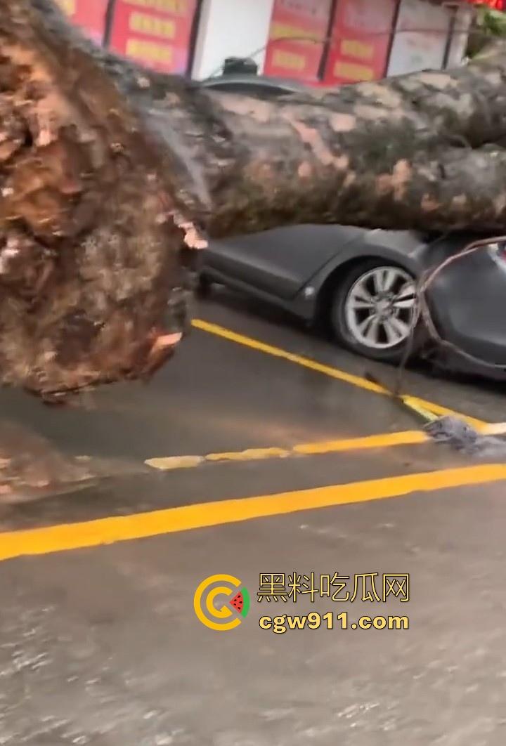 最强的超级台风【桦加沙】登陆阳江后的真实状况，到处都是被吹到的树玻璃，人类在大自然面前是多么渺小啊！-10