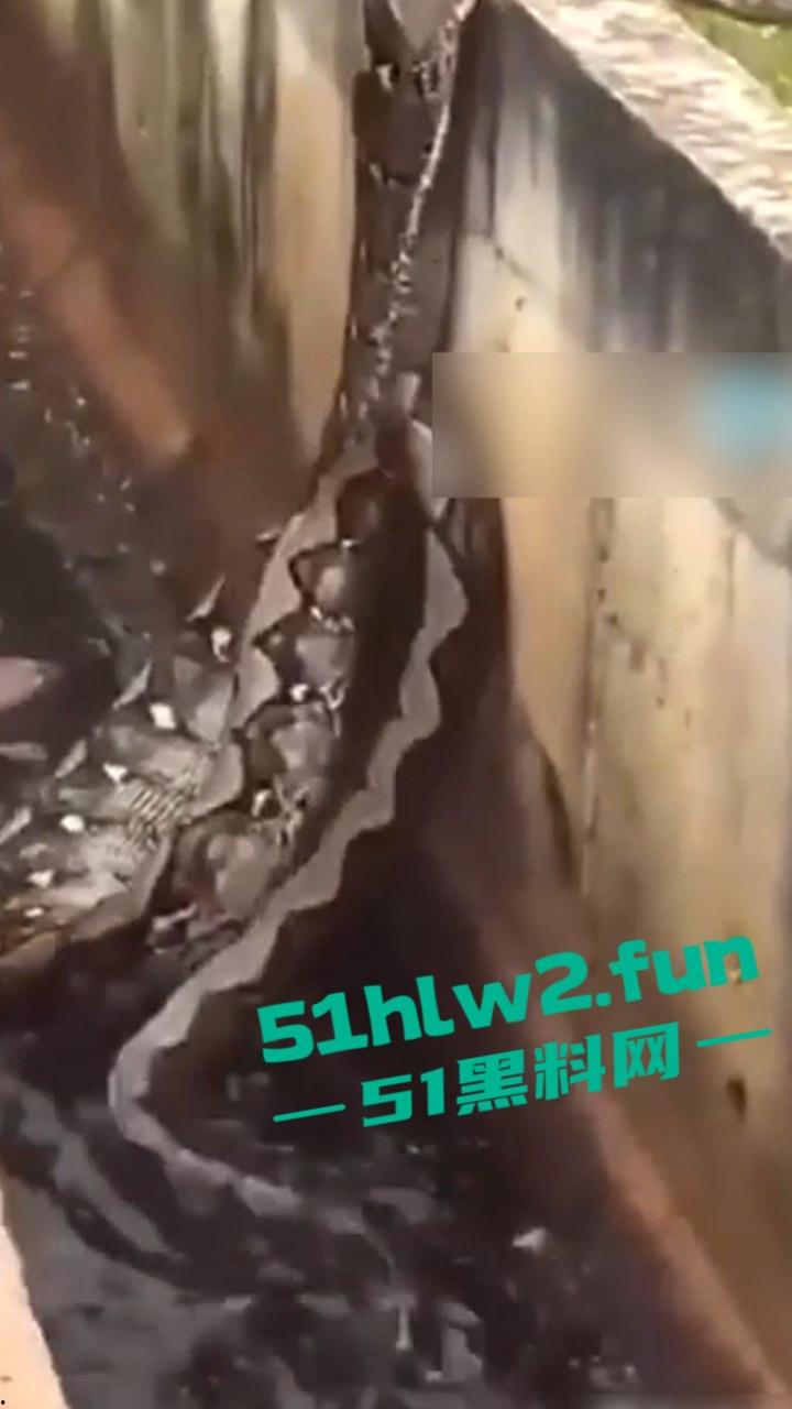 印尼猎奇事件，一妇女在回家途中遭蟒蛇袭击，将其缠绕致死后将妇女吞入腹中被村民发现将蟒蛇打死。-5