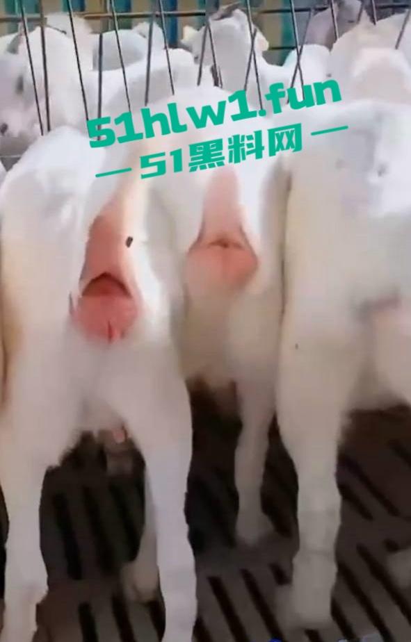 炸裂三观，网友分享自己【人兽羊】的真实经历还附带视频，这小羊的嫩逼堪比萝莉吗-5