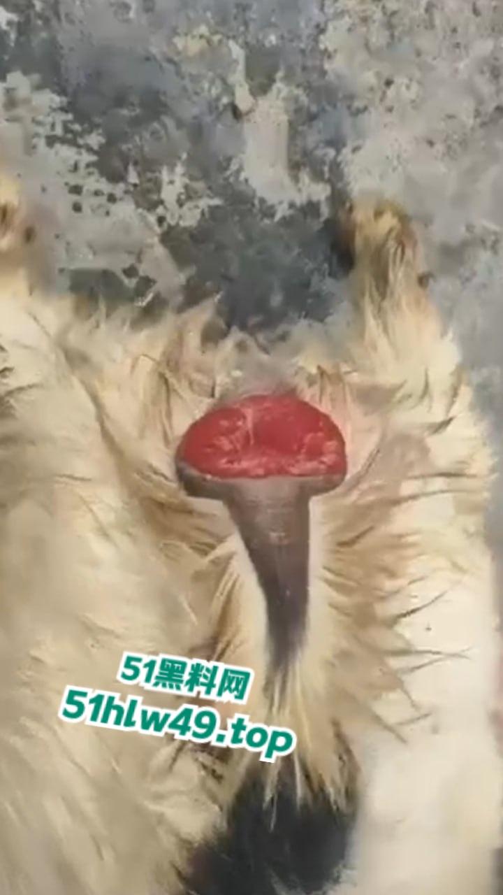 公羊群竟也有基佬，瓜友曝光自己家小羊遭一群公羊后入轮奸，屁眼都给干翻了把小编都看笑了！-6